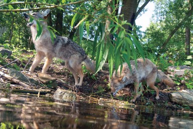 Fake coyotes in the Cook County Forest Preserve