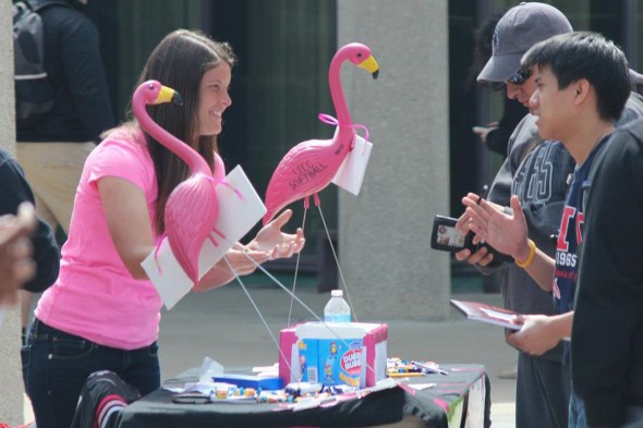 Flames softball raised nearly $4,200 for the fight against breast cancer. At Flock the Quad, team members filled the plaza with plastic flamingoes and made money with a bake sale and games.