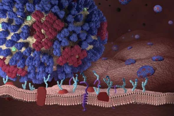 This illustration from the US Centers for Disease Control shows an influenza virus making contact with the respiratory tract of a human, in the very beginning stages of an influenza (flu) infection. (Image: CDC)