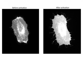 Cells before and after activation
