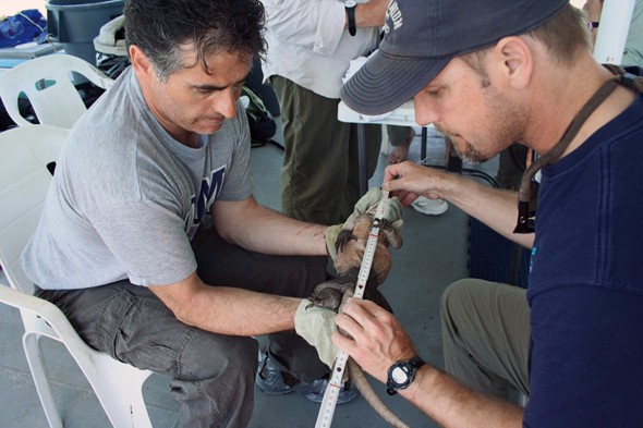Mike Delfini measuring an iguana