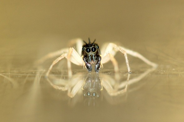 Macro photo of a jumping spider