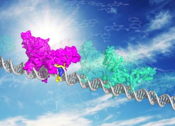 XPC DNA repair protein