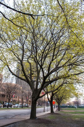 trees on UIC's campus
