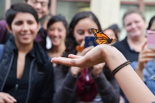 A monarch butterfly released from the UIC Heritage Garden