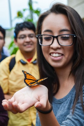Monarch butterfly released from UIC Heritage Garden