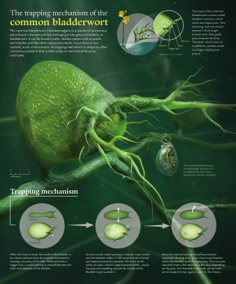 Poster of bladderwort carniverous plant