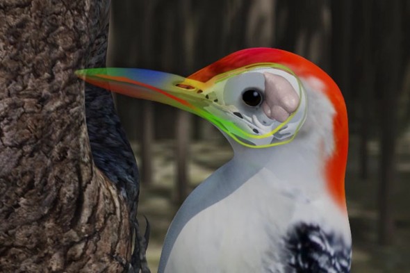 Woodpecker; still from video animation