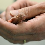 Hands holding naked mole-rat