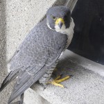 Peregrine falcon Rosie sits on a ledge at UH