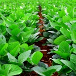 Rows of soy bean plants