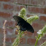 Butterfly in the medicinal plant garden