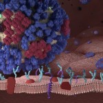 Illustration of the flu virus interacting with a human respiratory tract
