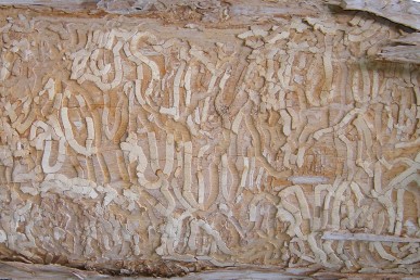Emerald Ash Borer galleries in the trunk of a tree
