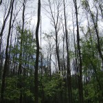 Canopy openings in a forest due to emerald ash borers
