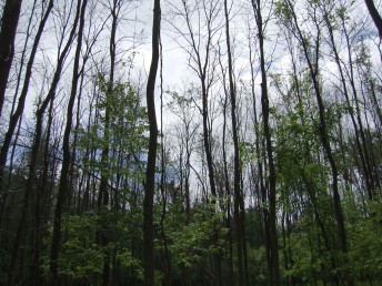 Canopy openings in a forest due to emerald ash borers