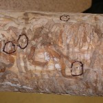 Emerald Ash Borer (EAB) damage marked on a tree trunk
