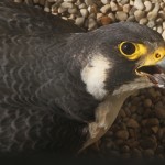 Peregrine falcon Nitz