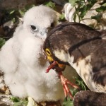 Adult peregrine falcon feeds chick