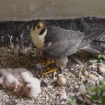 Peregrine falcon family