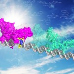 XPC DNA repair protein