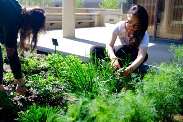 Students plant in the UIC Heritage Garden