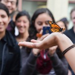 A monarch butterfly released from the UIC Heritage Garden