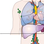 illustration of itnernal organs indicating the spleen