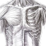 medical illustration of skeleton and musculature