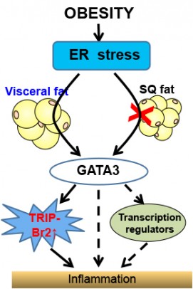Diagram illustrating obesity and ER stress cause visceral fat to express proteins that cause inflammation