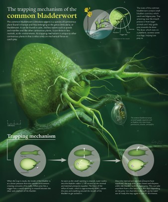 Poster illustrating the trapping mechanism of the common bladderwort