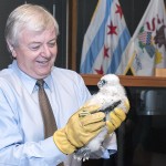 Chancellor Amiridis holding a peregrine falcon chick