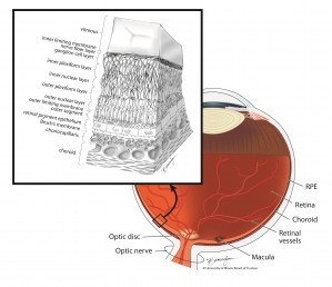 The layers of the retina include the RPE. Illustration: Lisa Birmingham