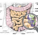 diagram of intestines with inset of microbiome