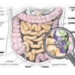 diagram of intestines with inset of microbiome