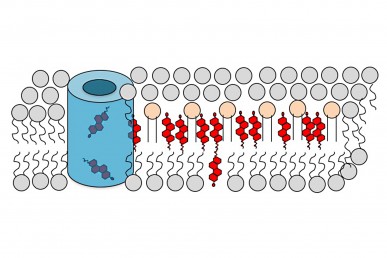 Diagram showing cholesterol’s (red) predominance in the outer layer of the cell membrane.