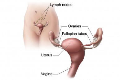 Female anatomy; ovaries