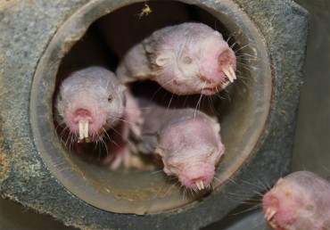 African mole-rats immune to 'wasabi pain' | UIC Today
