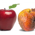 a ripe apple and a rotten apple
