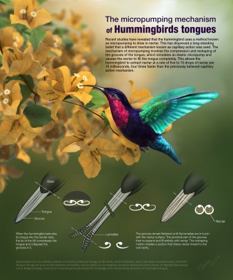 “Micropumping Mechanism of Hummingbirds’ Tongues” poster