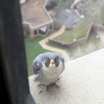 Peregrine falcon on UH balcony