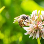 honeybee on a clover flower