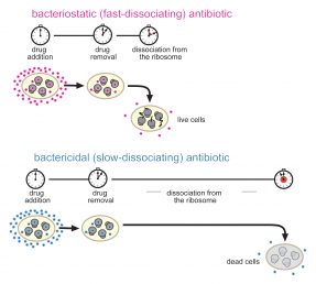 Bacteriostatic vs. bactericidal antibiotic dissociation