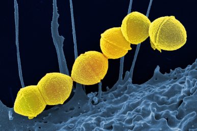 Streptococcus bacteria