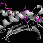 An x-ray crystallography generated image of a long foreign peptide (purple) being partially held inside MHC I protein’s surface groove (grey).