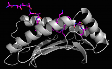 An x-ray crystallography generated image of a long foreign peptide (purple) being partially held inside MHC I protein’s surface groove (grey).