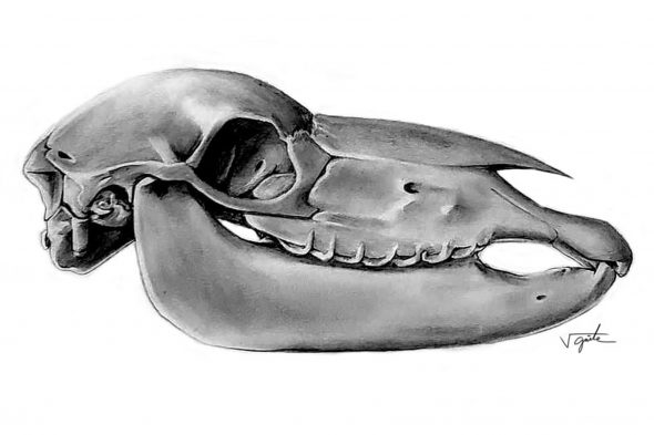 Life Science Visualization minor in the College of Applied Health Sciences. Animal skull illustration