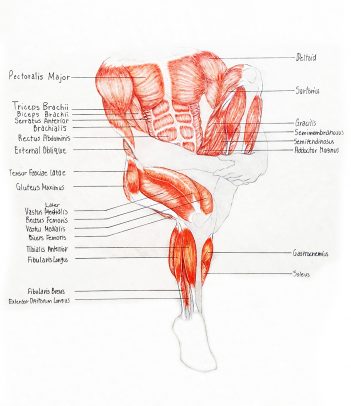 Life Science Visualization minor in the College of Applied Health Sciences. Human muscles.