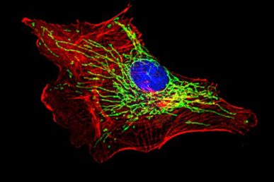 Mitochondrial network (green fluorescence) in a blood vessel endothelial cell.