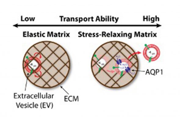 Extracellular vesicles (EVs)